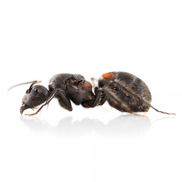 Camponotus mutilarius (xiangban)